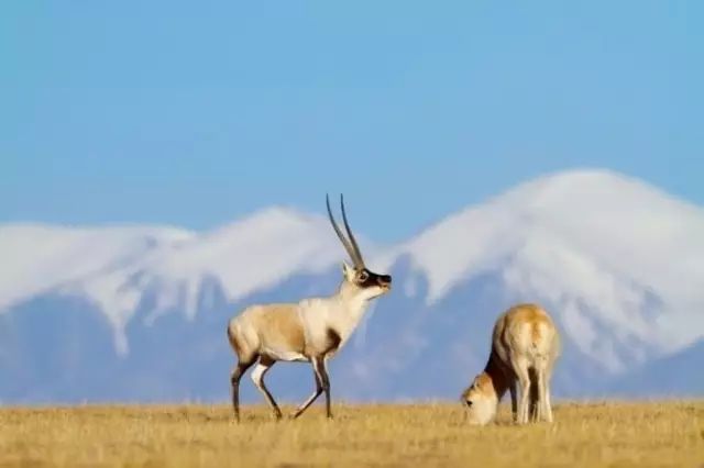 ���أ���ȫ���緢�����뺯