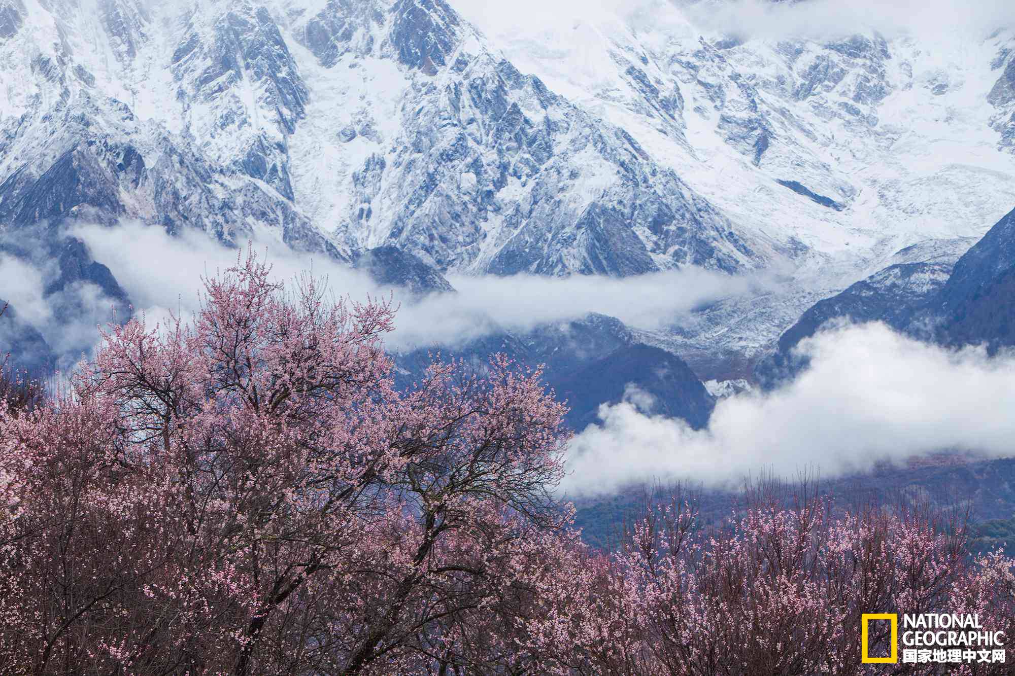 Ϊʲô��֥����Ϊ�����ؽ��ϡ���������֥�һ��붮�ˣ�