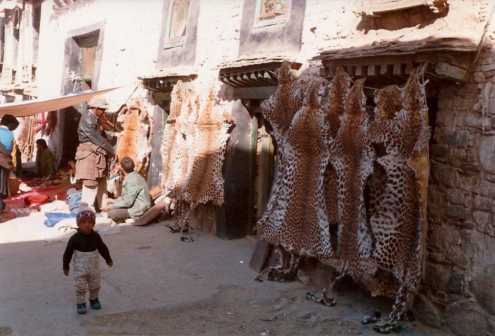 ����Ƭ��Ӣ���ο;�ͷ��1985�������־�